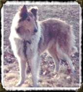 Lady, the beautiful collie